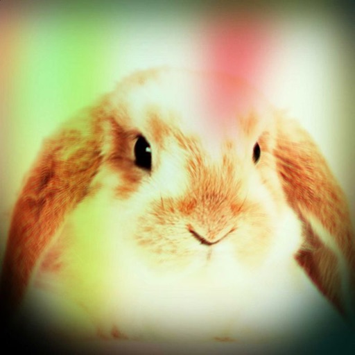 Rabbits - Bunny Sounds, Ringtones and Alerts for Your Phone icon