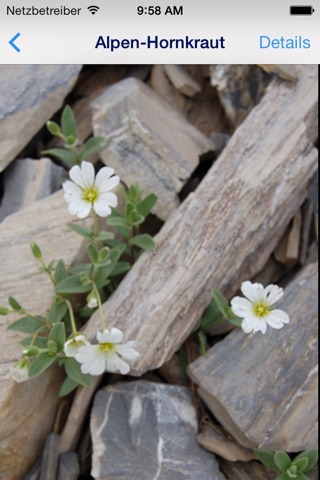 Alpine Flowers screenshot 3