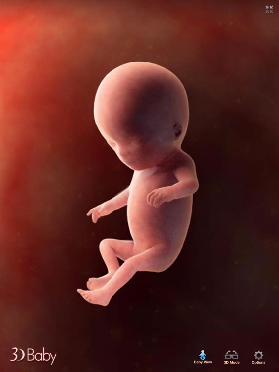 3D Baby Pregnancy Tracker & Calendar for iPad screenshot-4