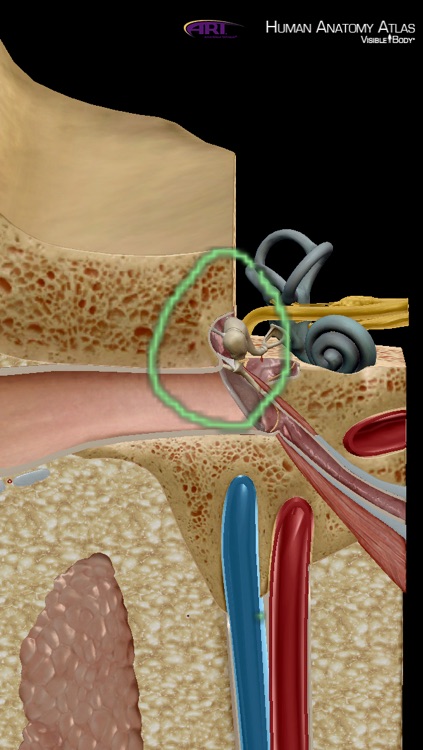 Human Anatomy Atlas for Active Release Techniques screenshot-4