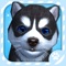 Virtual Pet Puppy