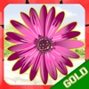 Fun Garden - The Match the flower summer game - Gold Edition