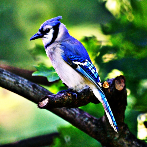 Blue Jays - Bird Watching Sounds, Ringtones, and Alerts