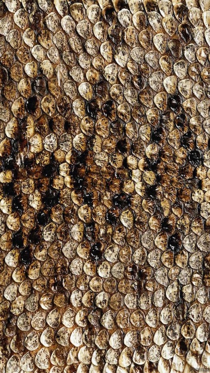 Skin My Skin - Animal Print