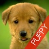Dogs & Puppies Wallpapers for iPhone - LITE
