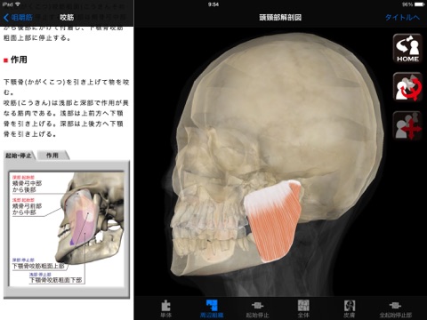 DS ANATOMY HEAD & NECK MUSCULOSKELETAL SYSTEM Liteのおすすめ画像1