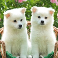 Cute Dogs and Puppy Wallpapers PC 용