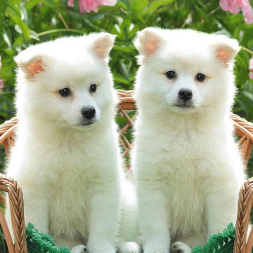 Cute Dogs and Puppy Wallpapers Icon