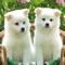 Cute Dogs and Puppy Wallpapers