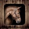 SaddleGram makes it easy to create and share your horse-themed pics