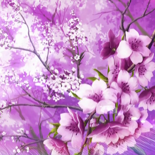 Sakura Wallpapers - Cherry Blossom Flowers icon