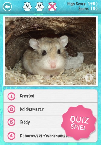 Ginny Pigs and Hamsters - Breed Guide and Quiz Game screenshot 2