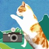 Enoshima Cat Camera