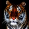 Tiger Wallpapers