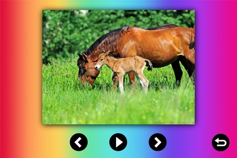 Ponies and Horses: Real & Cartoon Pony Videos, Games, Photos, Books & Interactive Activities for Kids by Playrific screenshot 4