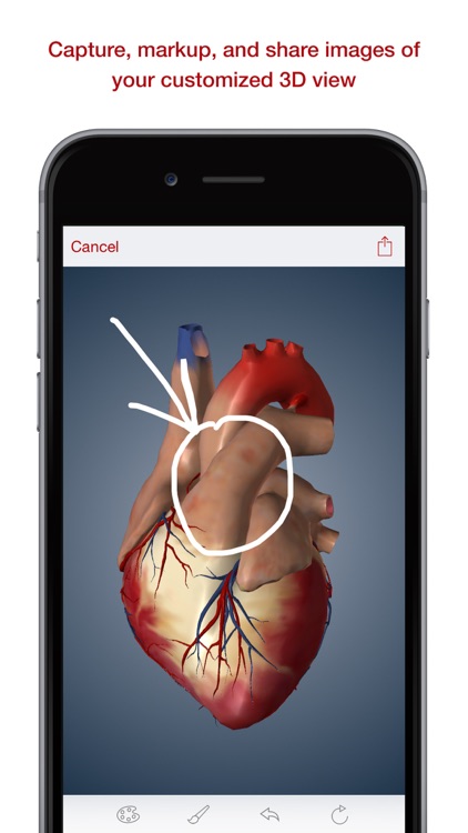 BioDigital Human: 3D Anatomy Explorer