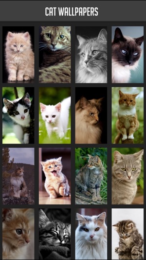 Cat Wallpapers!(圖1)-速報App