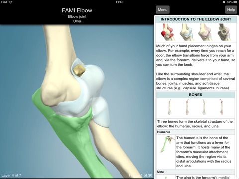 Functional Anatomy for Movement and Injuries: Elbow screenshot 3