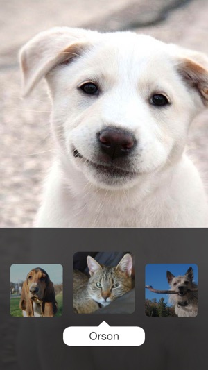 Clean My Screen — FREE Screen Cleaner with cute animals lick(圖2)-速報App