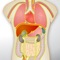 Human Anatomy application is a kind of educational quiz game that can easily played every ages