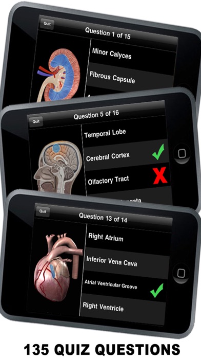 Anatomy 3D - Organs Screenshot 3