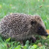 Un Hérisson Dans Mon Jardin