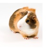 Guinea Pig Sounds - Annoy your friend with your fake pet