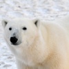 Polar Bear Wallpapers