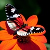 Butterfly Jigsaw Puzzles