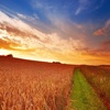 Countryside Wheat Field Wallpapers HD: Quotes Backgrounds with Art Pictures