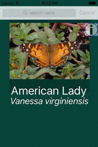Butterfly Dictionary screenshot 2