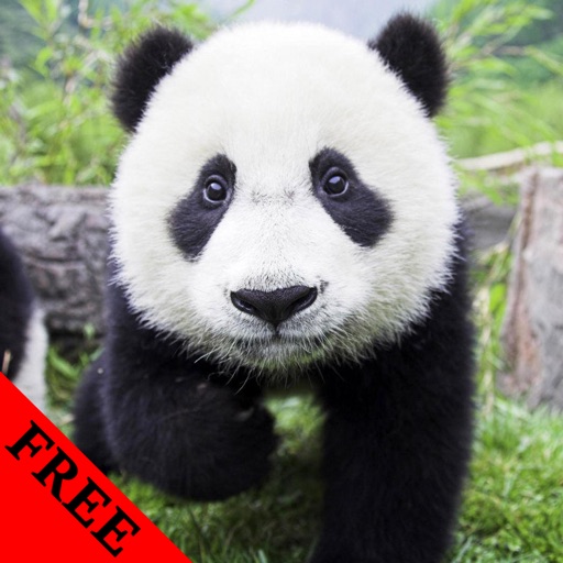 Panda Photos & Video Galleries FREE icon