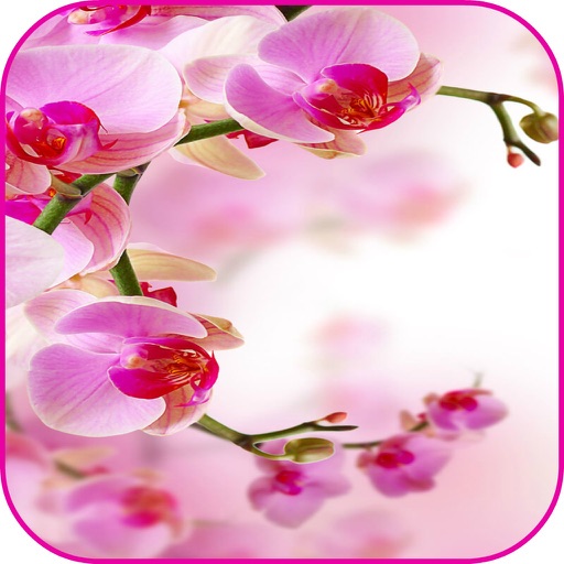 Orchids Wallpaper Orchids Games