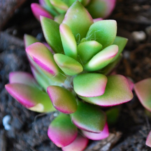 Succulents Plant Guide 101: Care Tips and Tutorial