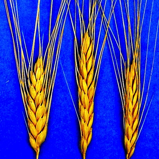 iFiber - iNutrient: Fiber
