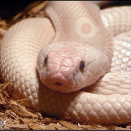 Snakes Wiki +
