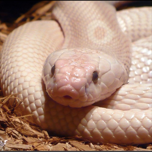 Snakes Wiki + icon