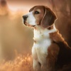 Dog Wallpapers & Backgrounds HD - Home Screen Maker with Cute Themes of Dog Breeds
