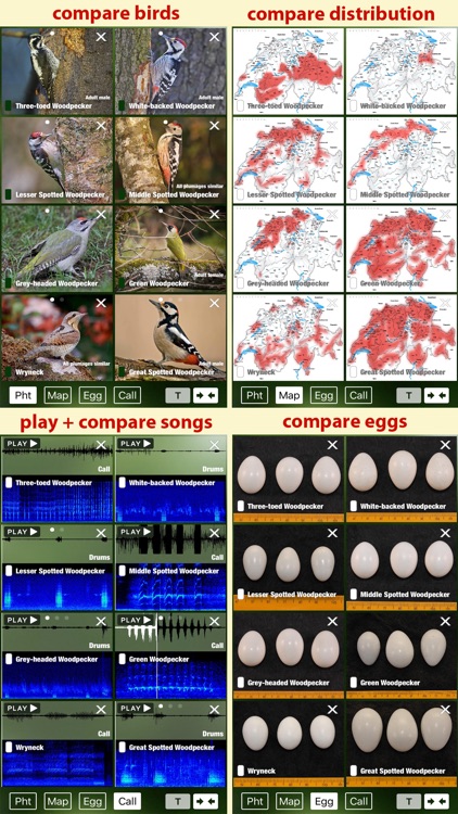 Birds of Switzerland - a field guide to identify the bird species native to Switzerland screenshot-3