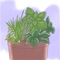 Want to DIY learn ALL about How to Grow Herbs and tips