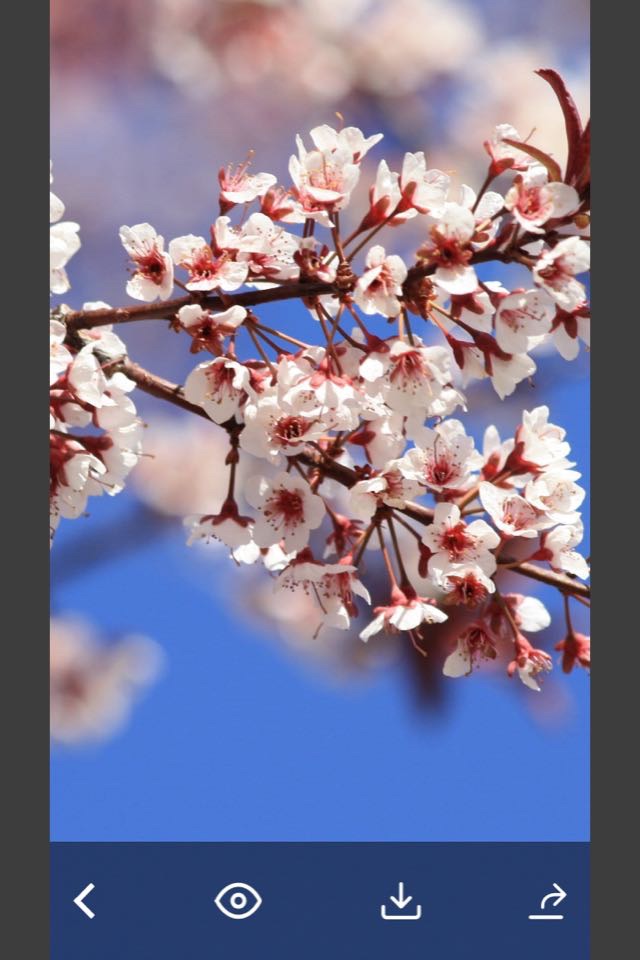Flowers HD Wallpaper - Great Collection screenshot 2
