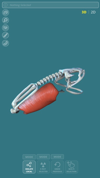 Visual Anatomy - Frog