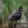 Blackbird Sounds - High Quality Bird Watching Sounds, Ringtones , Alerts and More