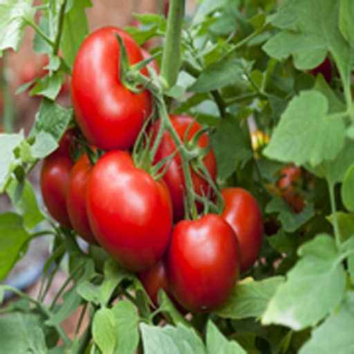 How To Grow Tomatoes icon