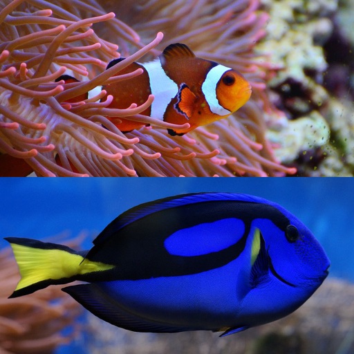 Who Is This ? for Nemo & Dory