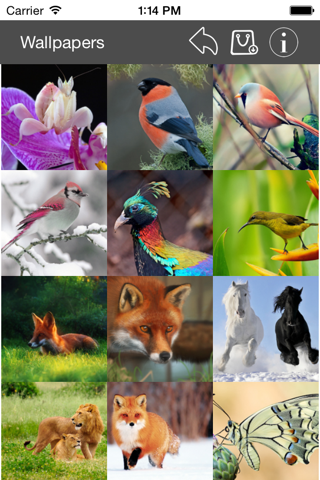 Wallpaper Collection Animals Edition - náhled