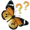 Butterflies - quiz