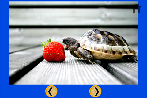 exceptionnal turtles for kids - free screenshot 4