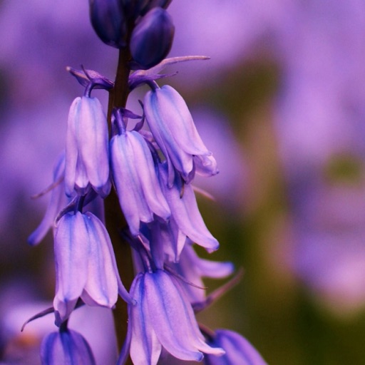 Bluebell Wallpapers HD: Quotes Backgrounds with Art Pictures
