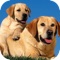 Icon Cute dog wallpapers